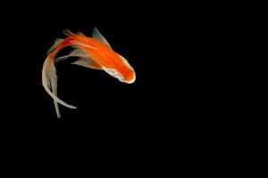 Comet or comet-tailed goldfish on black background photo