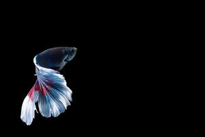 Halfmoon betta fish with blue and red stripes photo