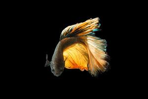 Halfmoon betta fish on black background photo