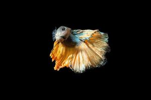 Halfmoon betta fish on black background photo