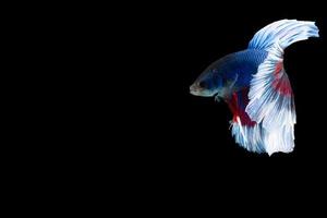 Halfmoon betta fish with blue and red stripes photo
