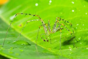 araña verde en una hoja foto