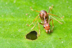 Ant on a green leaf photo