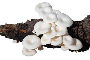 Mushroom group on a tree on white background photo