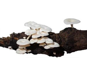 Mushroom group on a tree on white background photo