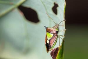 Stink macro bug photo