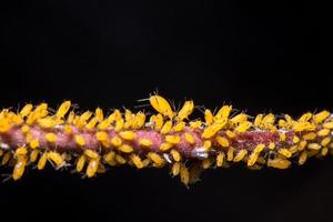 Aphids on a branch photo