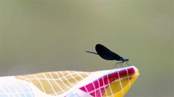 libélula voando para longe do travesseiro