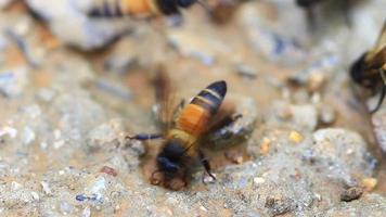 Nahaufnahme Biene auf dem Boden video
