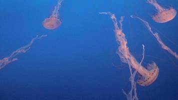 medusa espetacular video