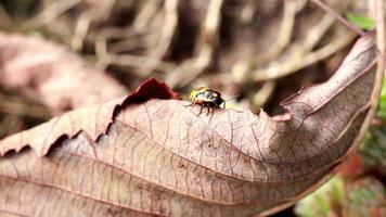Beetle crawling on the fallen leaf