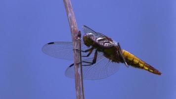 Dragonfly geïsoleerd op blauwe achtergrond video
