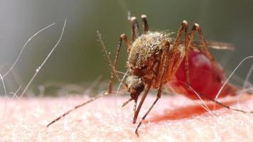 Mückenblut saugt an menschlicher Haut video