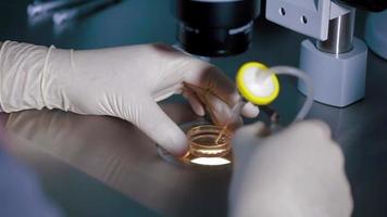 medico utilizzando il microscopio per fertilizzare l'uovo umano video