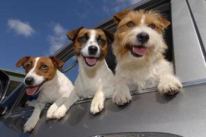 Excited  Dogs in Car Window, Three Happy Jack Russell Terriers