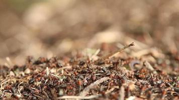fourmis dans une fourmilière