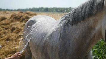 Young man cleaning the horse by a hose with water stream outdoor. Horse getting cleaned. Guy cleaning body of the horse. Slowmotion, close-up video