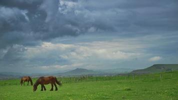 hästar på grönt gräs i bakgrunden av bergslandskapet video