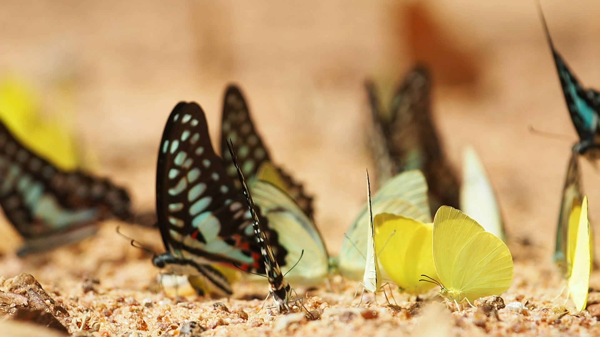 Butterflies are eat mineral on the ground. Select focus. 1423492 Stock Video at Vecteezy