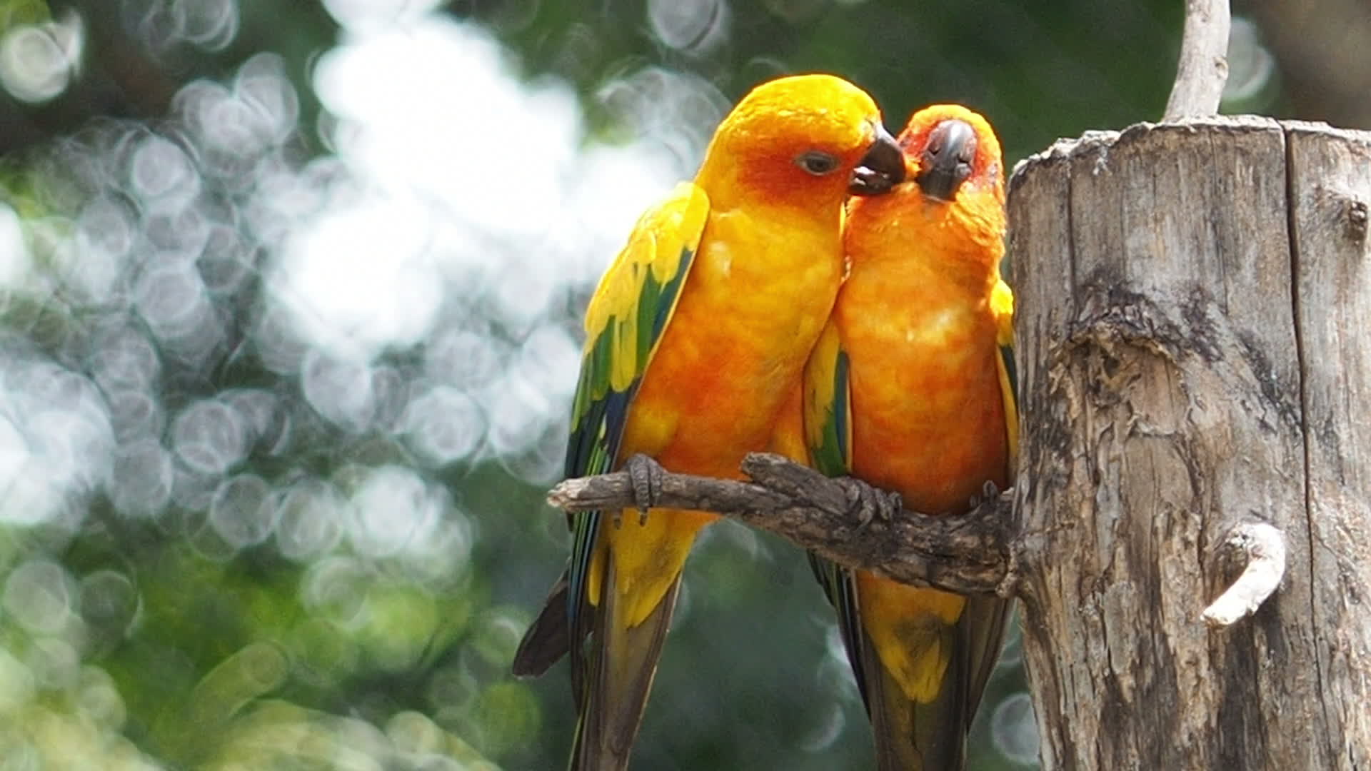 HD wallpaper Parrot couple on branch 2 green parrots forest Nature  leaves  Wallpaper Flare