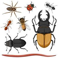 Set Of Different Insects