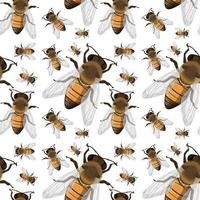 Bee insect seamless background vector