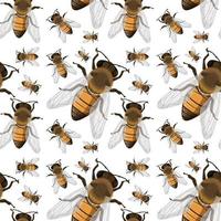 Bee insect seamless background vector