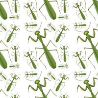 Praying mantis on seamless background vector