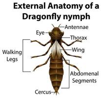 Anatomía externa de una ninfa libélula sobre fondo blanco. vector