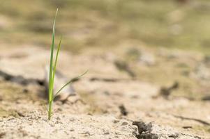 Green plant in the dry soil photo