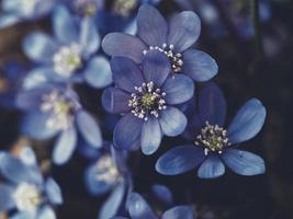 Geraniums in bloom photo