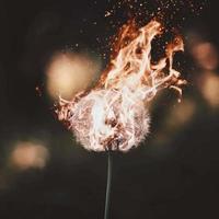 Dandelion on fire photo