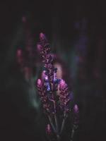 Vibrant purple lupine photo