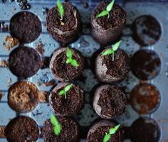 Propagating seedlings in soil photo