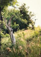 Viejo tronco de árbol en la pradera de pastizales foto