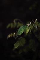 Moody leaf photography photo