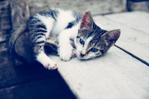 Black and white tabby kitten lying on brown wooden surface photo