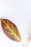 Succulent leaf on white background photo