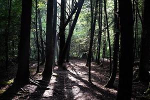 arboles en el bosque foto