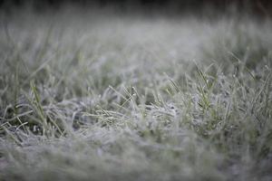 First frost on the grass photo