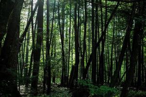 Trees in a forest photo