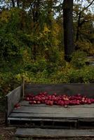 Red apples in a brown wooden crate photo