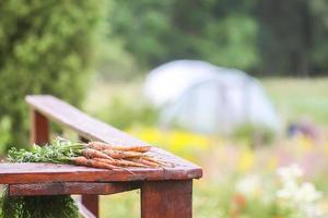 Bunch of picked carrots in garden photo