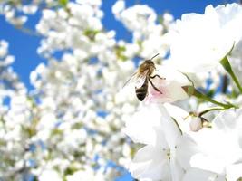 Bee on cherry blossom photo