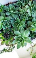 Succulents in a pot photo