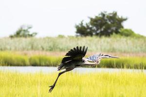 Water fowl flying photo