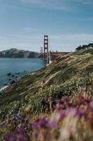 Wildflowers near the Golden Gate Bridge
