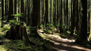 Forest path in the spring photo