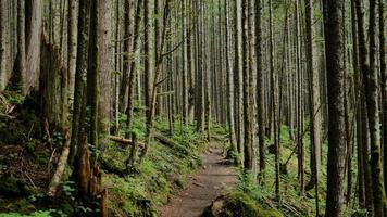 Tall redwood trees photo