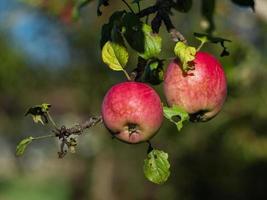 manzanas en un árbol foto